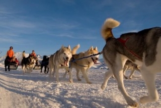 Chiens de traineau Alpe d Huez
